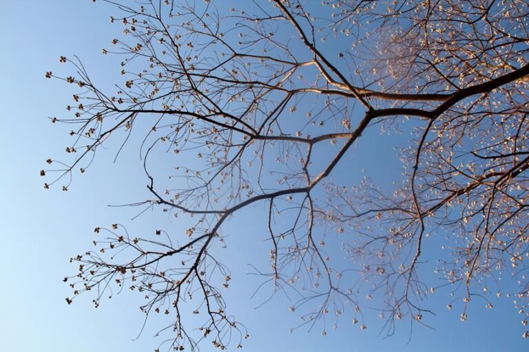 corporate growth intelligence framework